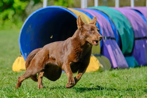 Doberman yeşil alanda koşuyor.