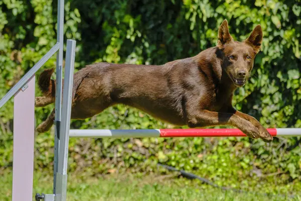 Köpek çeviklik içinde zıplıyor