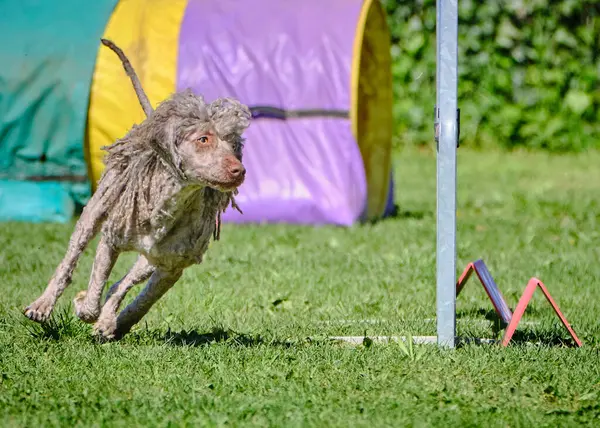 Çeviklik yarışmasında koşan sevimli bir köpek.