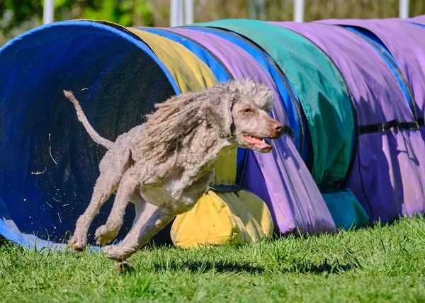 Köpek çimlerin üzerinde zıplıyor. Köpek çevikliktir..