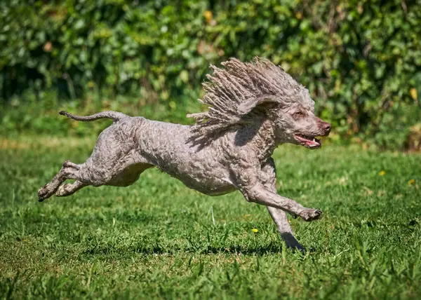 Parkta çimlerin üzerinde koşan sevimli köpek.