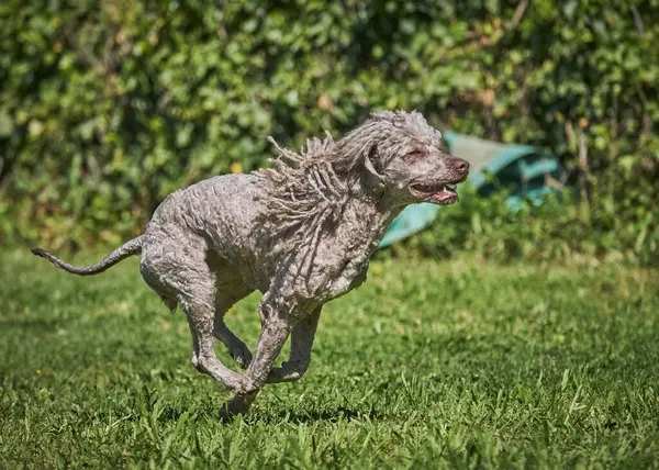 Bir köpek cins labrador bahçedeki yeşil çimlerde koşuyor.
