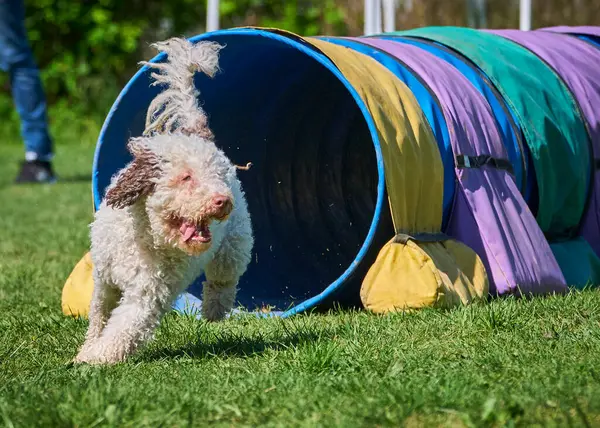 Çeviklik konusunda köpek eğitimi