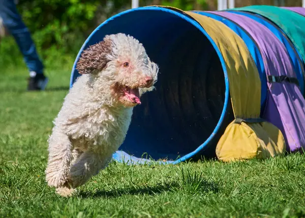Köpek parkta koşuyor.