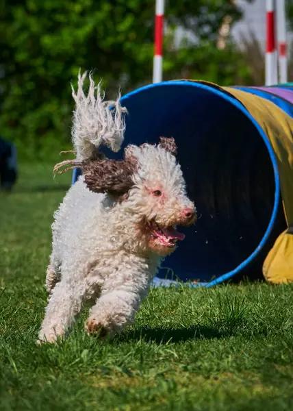Parktaki köpek çiftleşen teriyer.