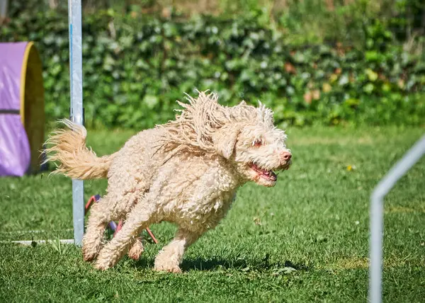 Bir köpek çeviklik çizgisi boyunca koşar.