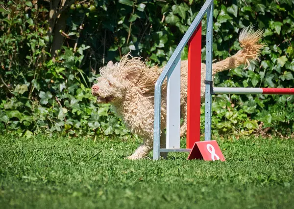 Bahçedeki sevimli köpek.