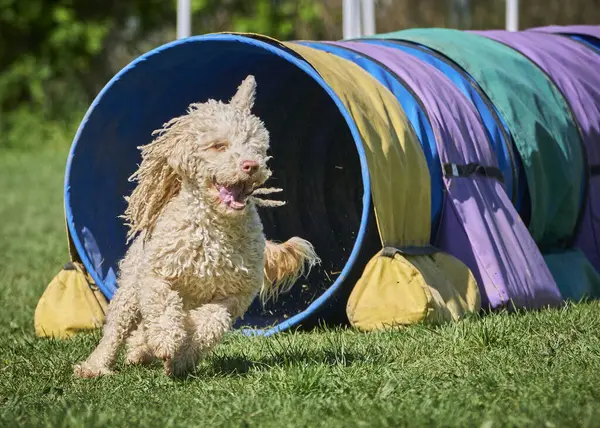 Otların arasındaki köpek