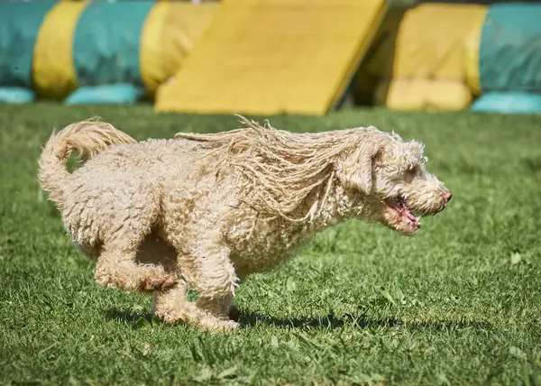Yeşil arka planda çimlerde bir köpek