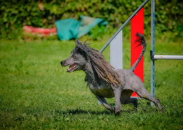 Parktaki bir köpeğin portresi.