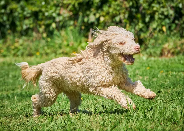 Otların arasındaki köpek