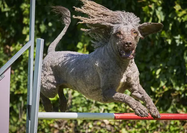 Boğa teriyerinin köpeği.