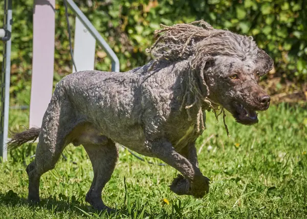 Köpek cinsi cocker spanyel yürüyüşe çıktı.
