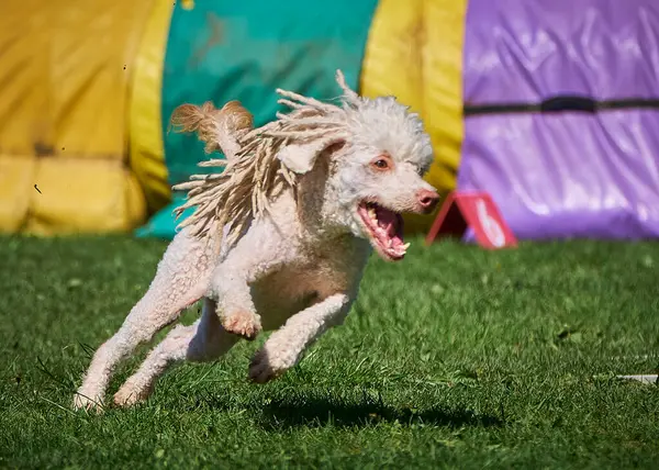 Beyaz ve sarı bir köpek ve yeşil bir alanda oyuncak bir köpek.