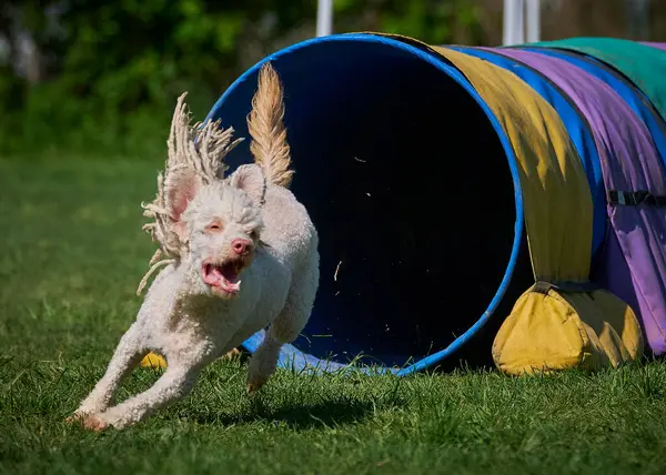 Köpek, köpeğin bir türüdür. Bir Alman çoban köpeği çimenlerde koşar..