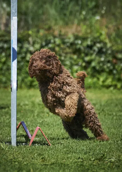 Parkta köpek eğitim