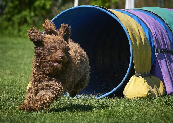 Şirin köpek bahçede oyuncakla oynuyor.