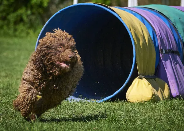 Yeşil parktaki sevimli köpek.