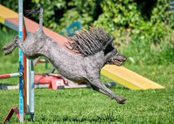 Köpek çevikliğin üzerinden atlıyor.