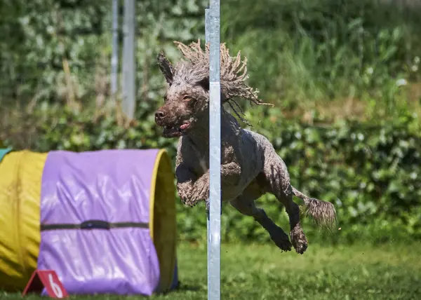 Çeviklikte zıplayan köpek çevikliği