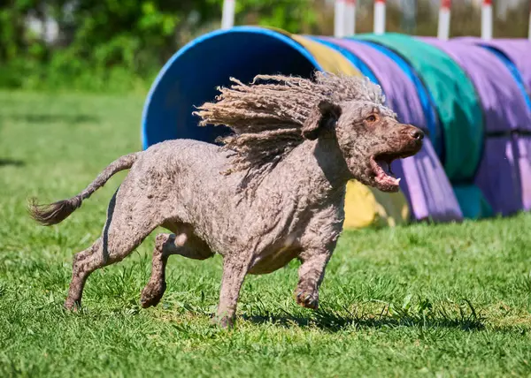 Bir çeviklik yarışmasında köpek koşuyor