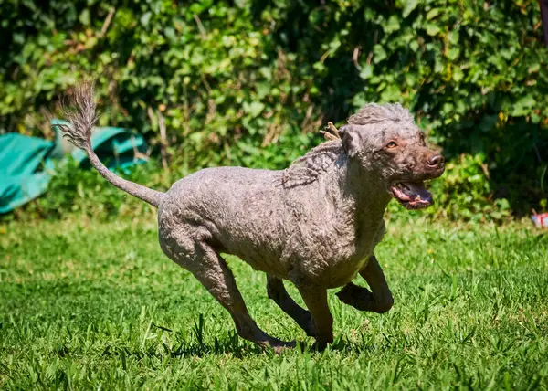 İrlanda cinsinin köpeği.