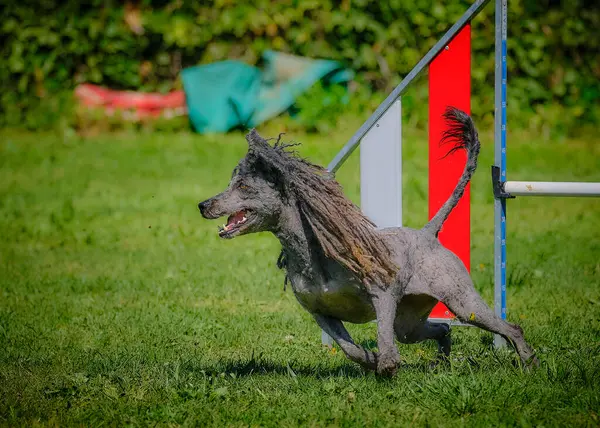 Parkta güzel bir köpek