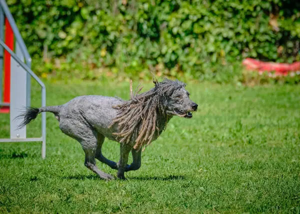 Siyah bir atın portresi