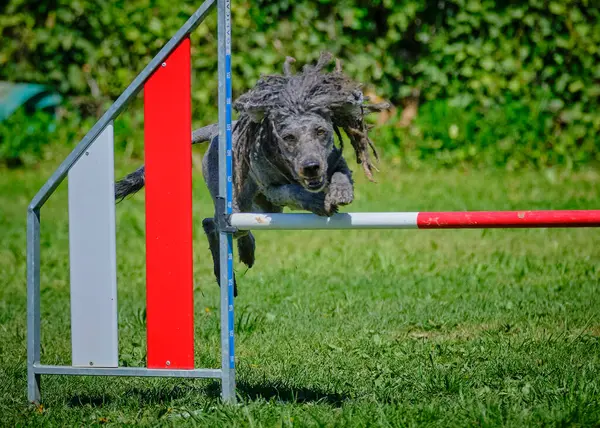 Yarışmada çeviklik köpeği