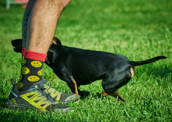Siyah beyaz şirin bir köpeğin yakın plan fotoğrafı.