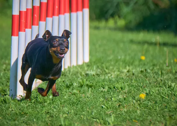 köpek çevikliğin içinde koşuyor.