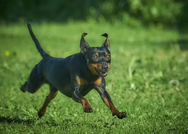 Doğadaki kara köpek.