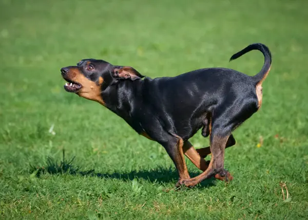Doberman Teriyeri çimlerin üzerinde