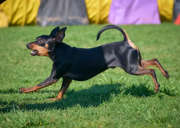 Köpek yeşil çimlerin üzerinde parkta koşuyor.