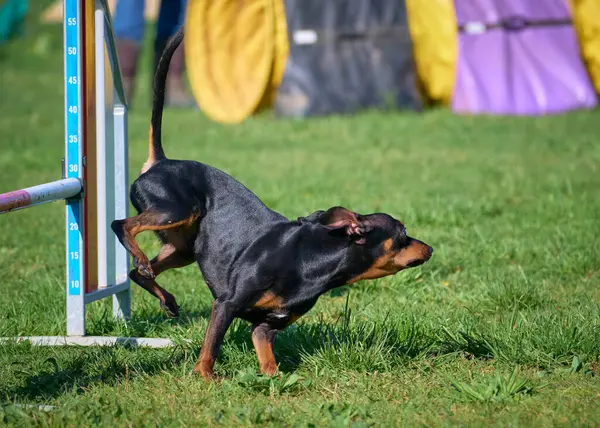 Köpek yetiştiriciliği eğitiminde boğa teriyeri yetiştiriyor.
