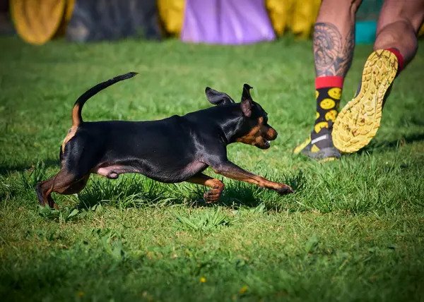 Köpek tarlada koşuyor.