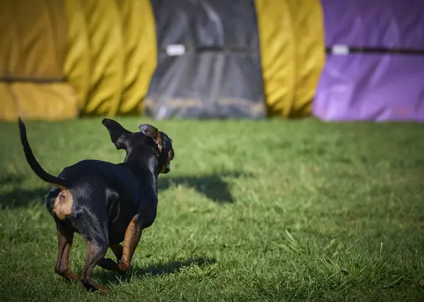 Güneşli bir günde yeşil çayırda bir oyuncakta doberman köpeği