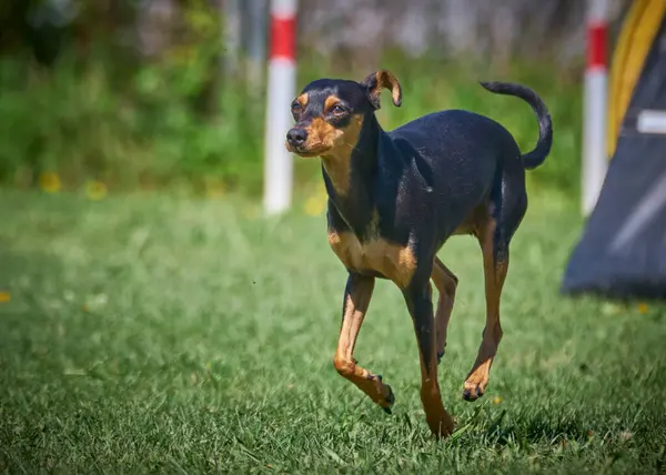 Amerikan tazı köpeği parkta yeşil çimlerde koşuyor.