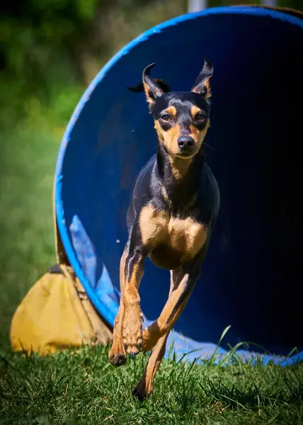 Siyah beyaz köpek yeşil parkta.