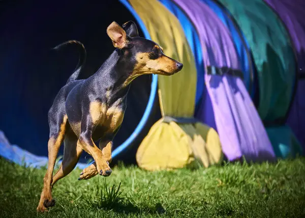 Doberman köpeği yeşil alanda.