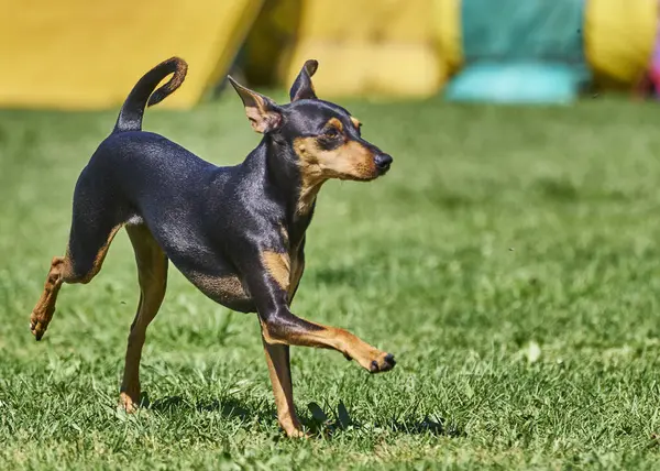 Sahadaki köpek. Köpek cinsi teriyer. köpek.