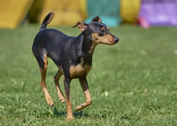 Köpekler yazın dachshund üretir.
