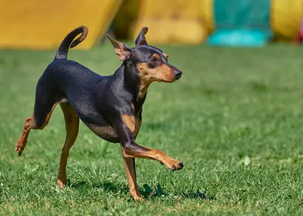 Köpek portresi, doberman cinsi.