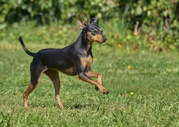 Siyah doberman bir çayırda pinscher