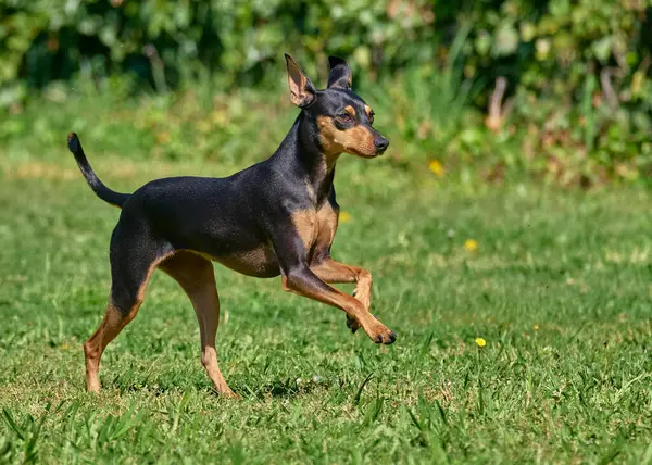 Doberman Teriyer köpeği çimlerin üzerinde.