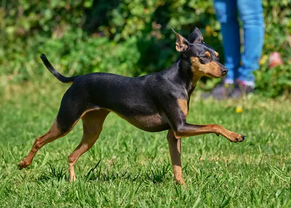 Tarlada siyah bir köpek.