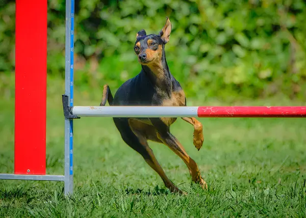 Bir köpeğin portresi.