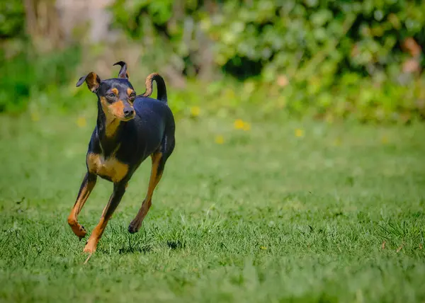 Siyah teriyer köpeği yeşil çimlerde koşuyor.