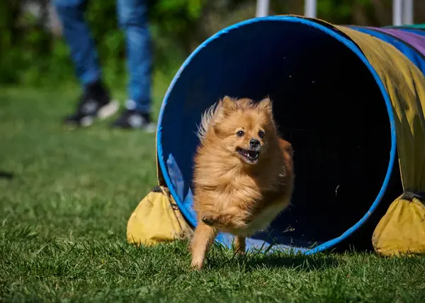 Köpek çiftleştirme doğadaki çoban köpeği..