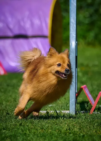 Bir çeviklik yarışmasında çeviklik yarışmasında köpek koşuyor